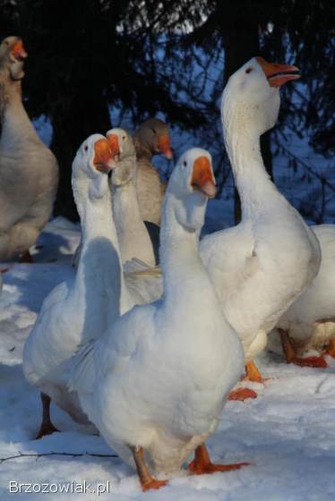 Jaja lęgowe gęsi chomogor i Tuluskie
