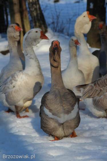 Jaja lęgowe gęsi chomogor i Tuluskie