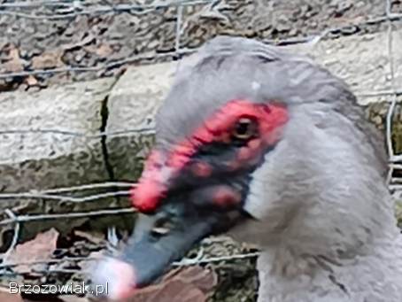 Jaja lęgowe kaczek piżmowyvh jednolite kolory i ruanskie