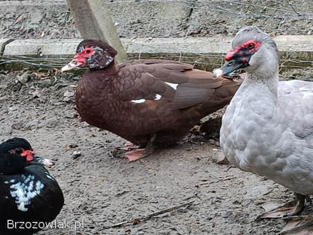 Jaja lęgowe kaczek piżmowyvh jednolite kolory i ruanskie