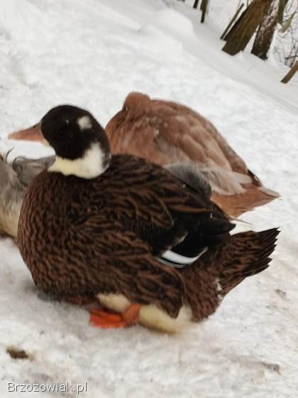 Jaja lęgowe kaczek piżmowyvh jednolite kolory i ruanskie