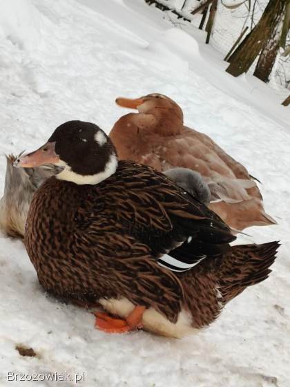 Jaja lęgowe kaczek piżmowyvh jednolite kolory i ruanskie
