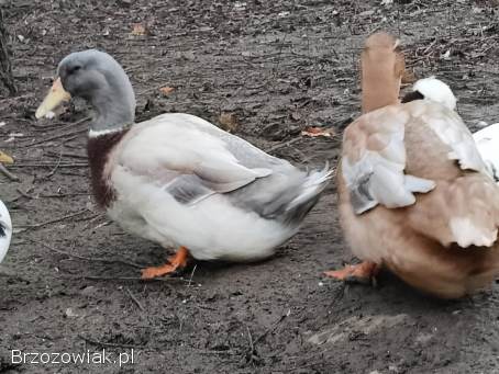 Jaja lęgowe kaczek piżmowyvh jednolite kolory i ruanskie