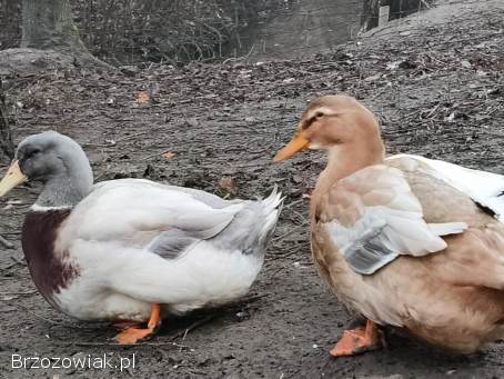 Jaja lęgowe kaczek piżmowyvh jednolite kolory i ruanskie