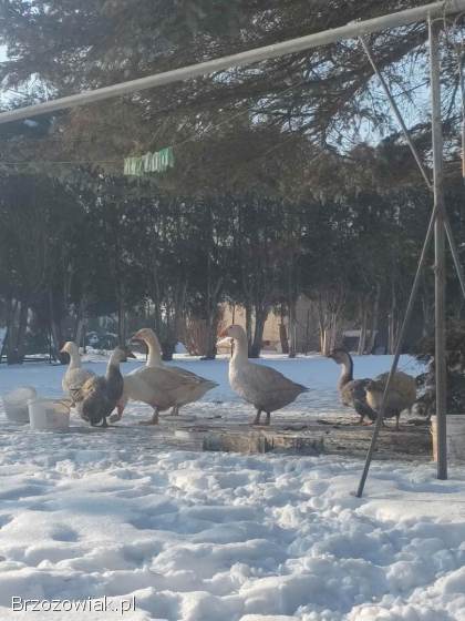 Gęsi do chowu