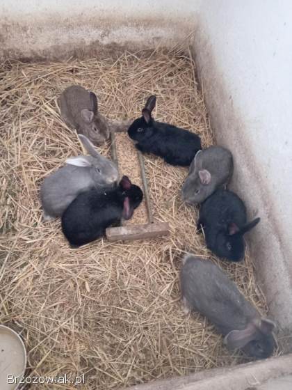 Króliki,  królik,  króle,  wiedeński x baran francuski,  król,  samce