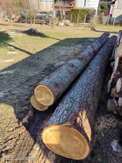 Sprzedam kloce modrzewia