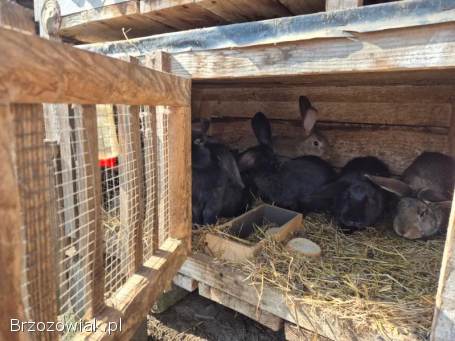 Sprzedam króliki