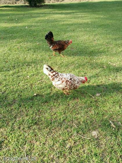 Jaja lęgowe liliputów karzełków polskich