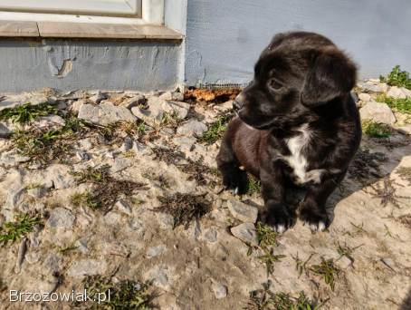 Oddam pieski w dobre ręce