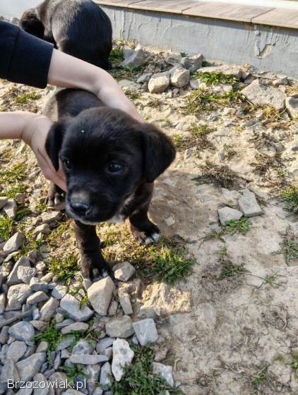 Oddam pieski w dobre ręce