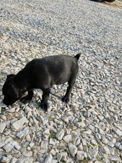 Oddam pieski w dobre ręce