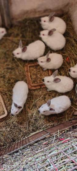 Sprzedam króliki