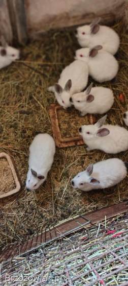 Sprzedam króliki