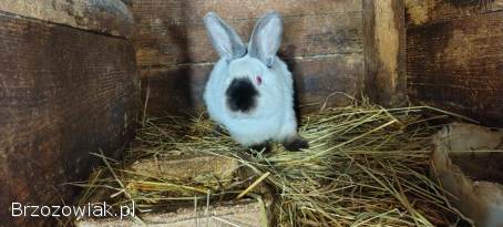 Sprzedam króliki