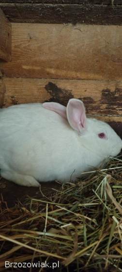 Sprzedam króliki