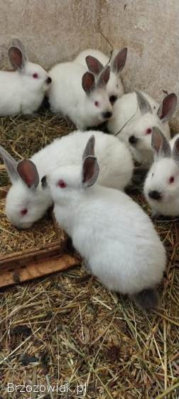 Sprzedam króliki
