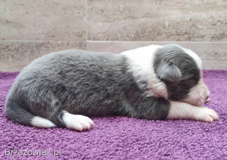 Rasowy Pies Border Collie -  Szczeniak WINTER z pełną dok.  z hodowli