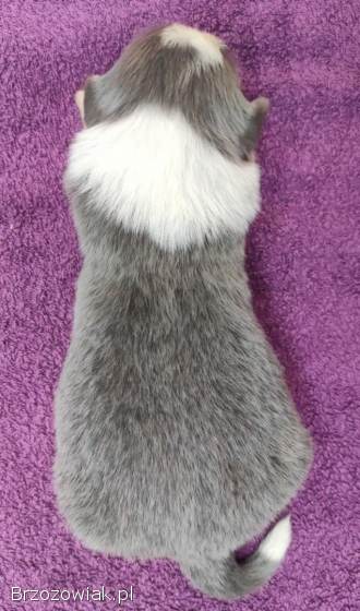 Rasowy Pies Border Collie -  Szczeniak WINTER z pełną dok.  z hodowli