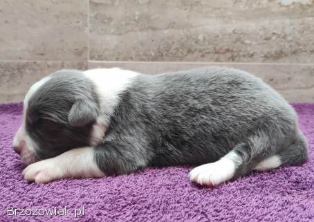 Rasowy Pies Border Collie -  Szczeniak WINTER z pełną dok.  z hodowli