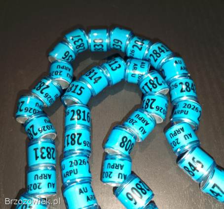 Obrączki dla gołębi