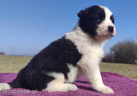 Rasowy Pies Border Collie -  TONY z pełną dok.  z hodowli do rezerwacji