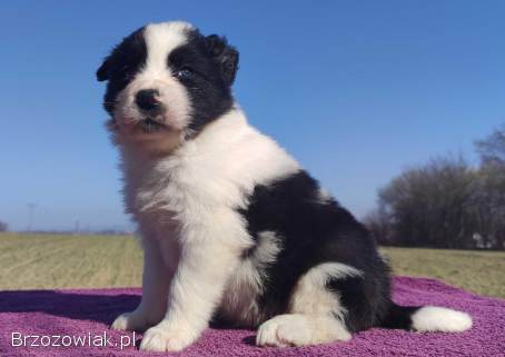Rasowy Pies Border Collie -  TONY z pełną dok.  z hodowli do rezerwacji