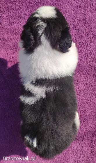 Rasowy Pies Border Collie -  TONY z pełną dok.  z hodowli do rezerwacji