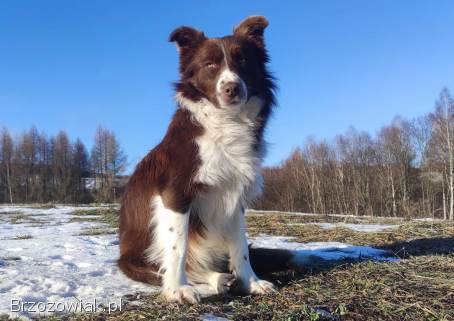 Rasowy Pies Border Collie -  TONY z pełną dok.  z hodowli do rezerwacji