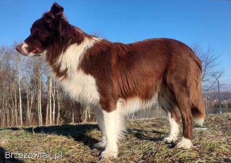 Rasowy Pies Border Collie -  TONY z pełną dok.  z hodowli do rezerwacji