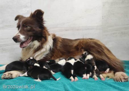 Rasowy Pies Border Collie -  TONY z pełną dok.  z hodowli do rezerwacji