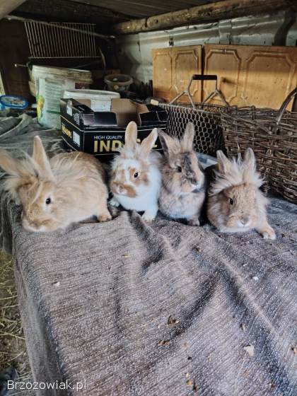 Sprzedam Króliki miniaturki