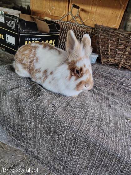 Sprzedam Króliki miniaturki