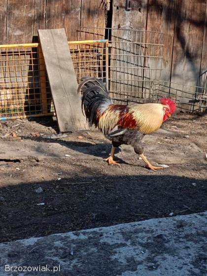 Kogut włoszki sprzedam