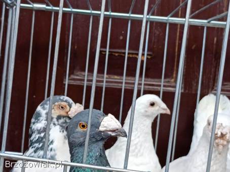 Gołębie sprzedam
