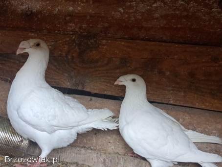 Gołębie sprzedam