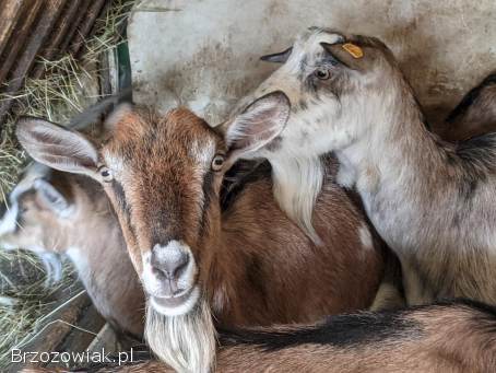 Sprzedam kozy – różny wiek 🐐