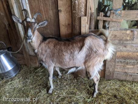 Sprzedam kozy – różny wiek 🐐