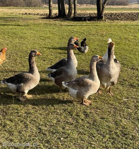 Gęsi tuluskie zmienią zagrodę