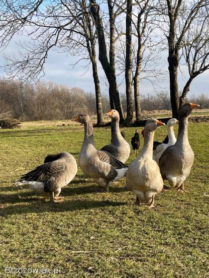 Gęsi tuluskie zmienią zagrodę