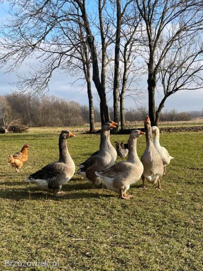 Gęsi tuluskie zmienią zagrodę