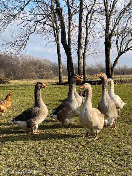 Gęsi tuluskie zmienią zagrodę