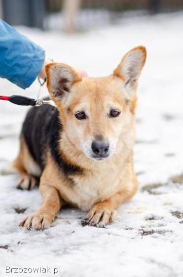 Zuzia -  niewielka,  delikatna sunia szuka domu!