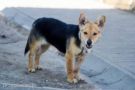 Zuzia -  niewielka,  delikatna sunia szuka domu!
