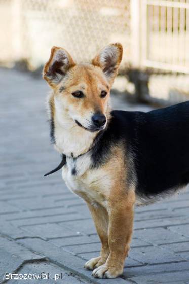 Zuzia -  niewielka,  delikatna sunia szuka domu!