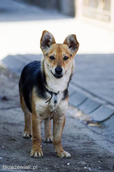 Zuzia -  niewielka,  delikatna sunia szuka domu!