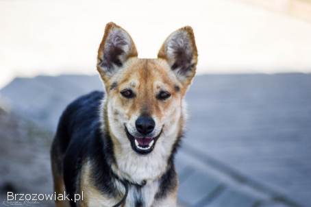 Zuzia -  niewielka,  delikatna sunia szuka domu!