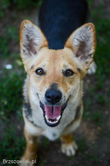 Zuzia -  niewielka,  delikatna sunia szuka domu!