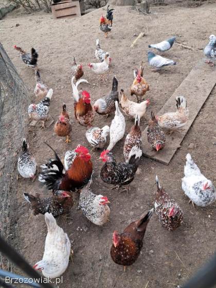 Jajka legowe liliputek