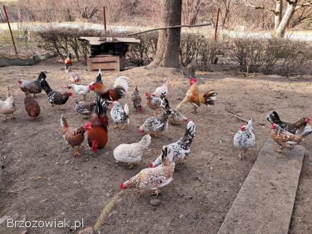 Jajka legowe liliputek